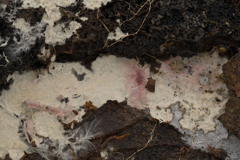 Asterostroma cervicolor